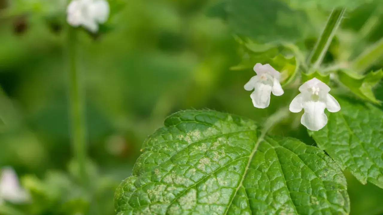 Zarte weiße Blüten der Zitronenmelisse, die oft in der Schwangerschaft zur Beruhigung eingesetzt wird, umgeben von grünen Blättern.