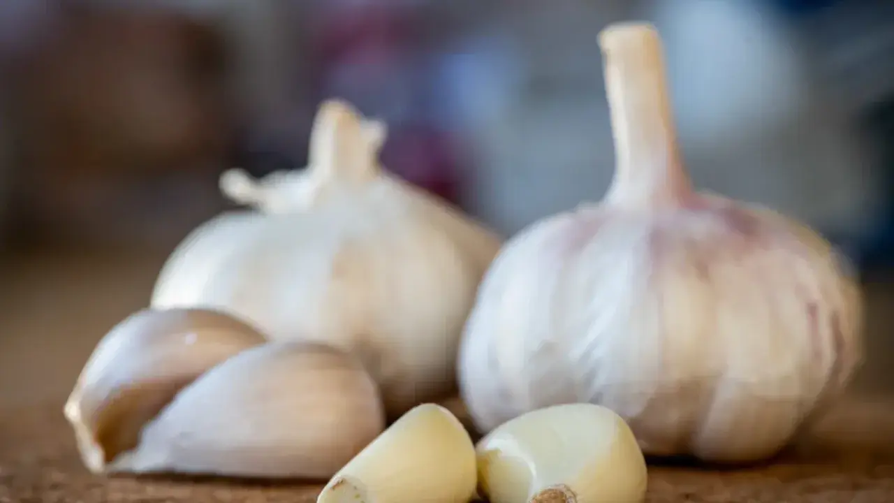 Frische Knoblauchzehen und ganze Knoblauchknollen liegen auf einer korkartigen Oberfläche. Knoblauch in der Schwangerschaft kann eine gesunde Ergänzung sein.