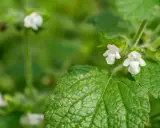 Zarte weiße Blüten der Zitronenmelisse, die oft in der Schwangerschaft zur Beruhigung eingesetzt wird, umgeben von grünen Blättern.