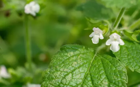 Zarte weiße Blüten der Zitronenmelisse, die oft in der Schwangerschaft zur Beruhigung eingesetzt wird, umgeben von grünen Blättern.
