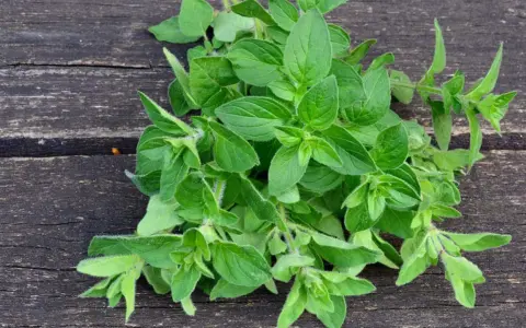 Frischer Oregano auf dunklem Holz. Bei Oregano Schwangerschaft ist Vorsicht geboten, da er in großen Mengen Wehen auslösen kann.