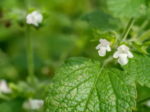 Zarte weiße Blüten der Zitronenmelisse, die oft in der Schwangerschaft zur Beruhigung eingesetzt wird, umgeben von grünen Blättern.