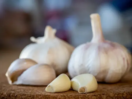 Frische Knoblauchzehen und ganze Knoblauchknollen liegen auf einer korkartigen Oberfläche. Knoblauch in der Schwangerschaft kann eine gesunde Ergänzung sein.