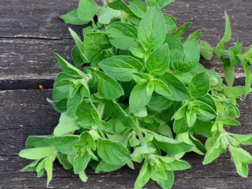 Frischer Oregano auf dunklem Holz. Bei Oregano Schwangerschaft ist Vorsicht geboten, da er in großen Mengen Wehen auslösen kann.
