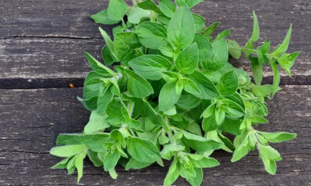 Frischer Oregano auf dunklem Holz. Bei Oregano Schwangerschaft ist Vorsicht geboten, da er in großen Mengen Wehen auslösen kann.