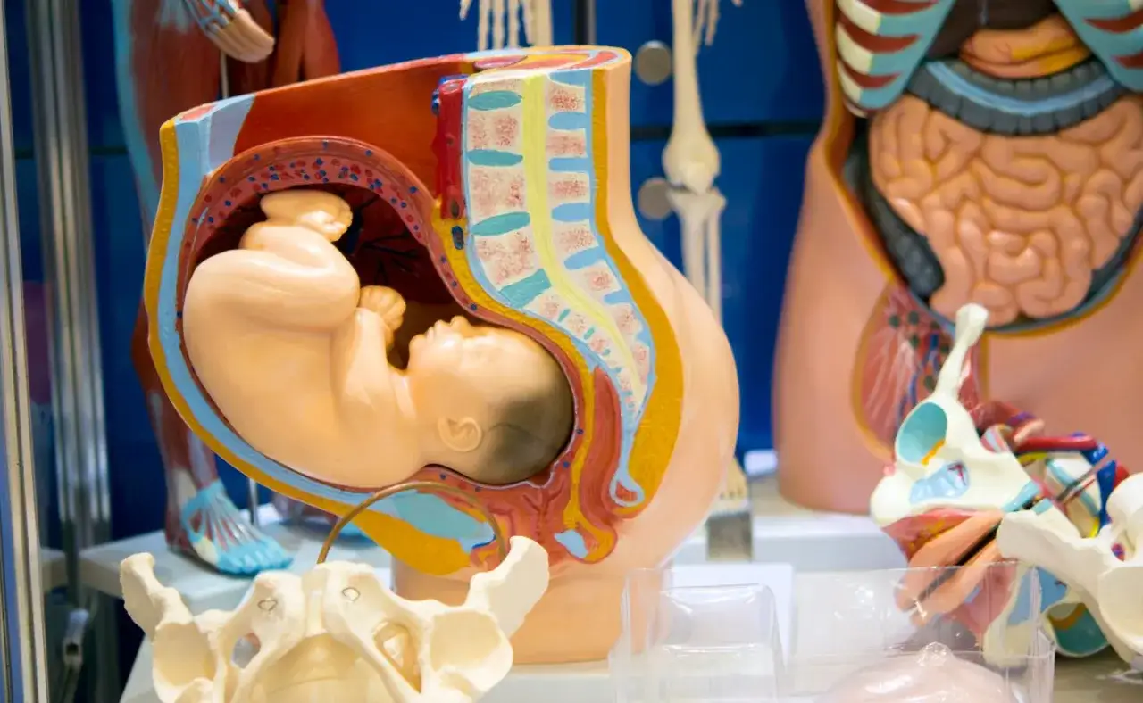 Ein sternengucker baby in einem anatomischen Modell des weiblichen Beckens. Das Modell zeigt die Gebärmutter mit dem Fötus und Teile des Skeletts.