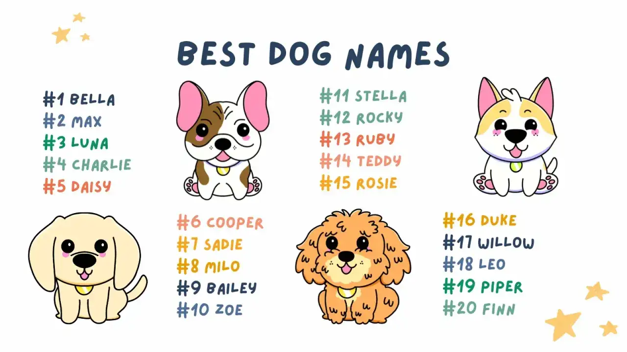 Liste mit lustigen Namen für Hunde, von Bella bis Finn, mit süßen Illustrationen von verschiedenen Hunderassen.